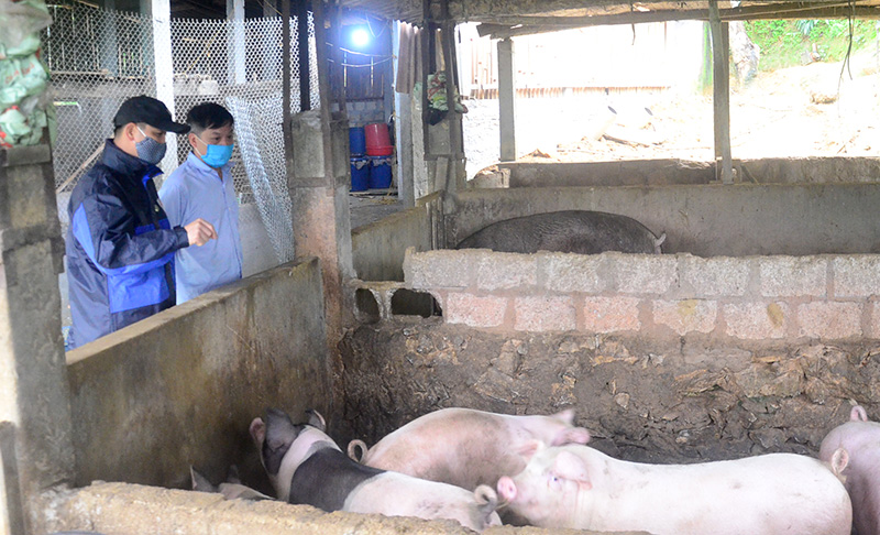 Người chăn nuôi lợn, bò có nguy cơ cao bị bệnh